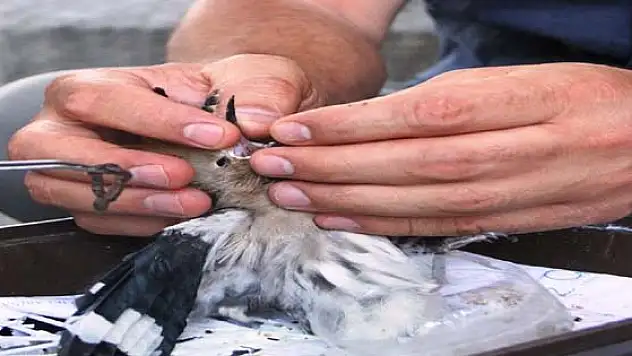 Yaralı Kuş Tedavi Altına Alındı