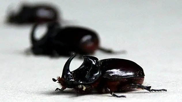 Gergedan Böceği Yakalayan Yandı !