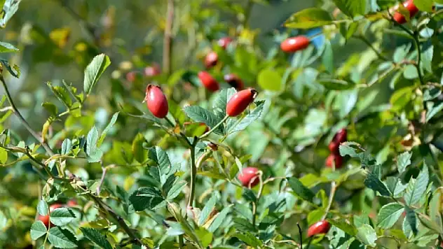 Kışın Habercisi Alıç Toplanmaya Başlandı