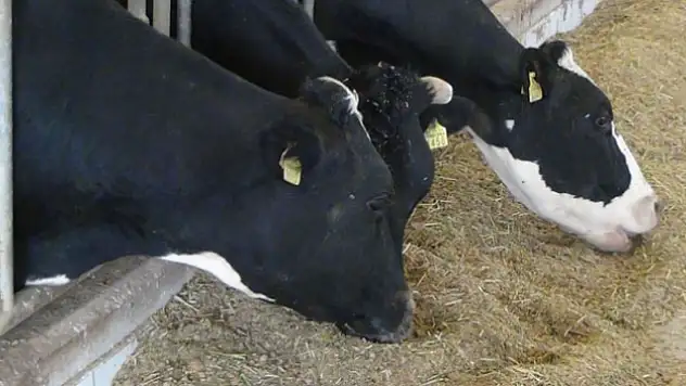 Üreticilere hayvan başına 295 TL destek