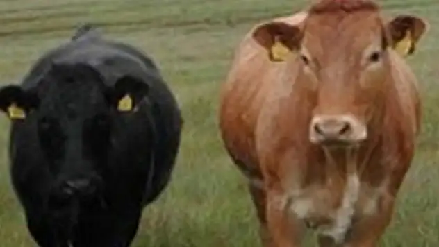 Tuzlada 43 ton kaçak et yakalandı