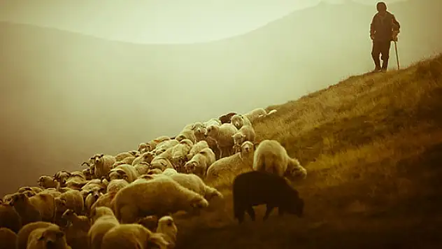100 bin Suriyeli çoban aranıyor!