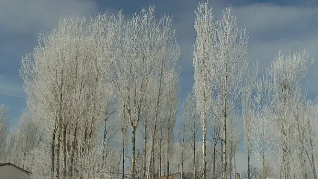 Özalp İlçesinde Ağaçlar Dondu