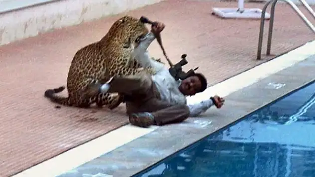 Leopar okula girdi, 6 kişiyi yaraladı