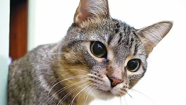 Kedi ezip kaçana bin 454 lira ceza