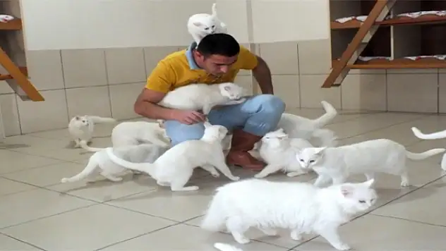 Van Kedileri Artık Her Mevsim Yavrulayabilecek 