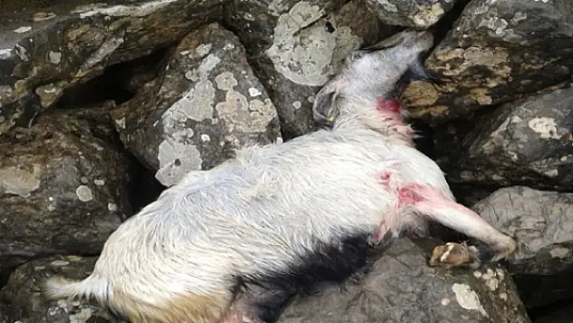 Yaban Hayvanları Keçi Sürüsünü Telef Etti