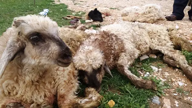 Vanda Şüpheli Kuzu Ölümleri