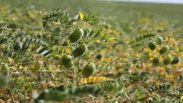 Başkale'de ekilen nohutlar yeşerdi