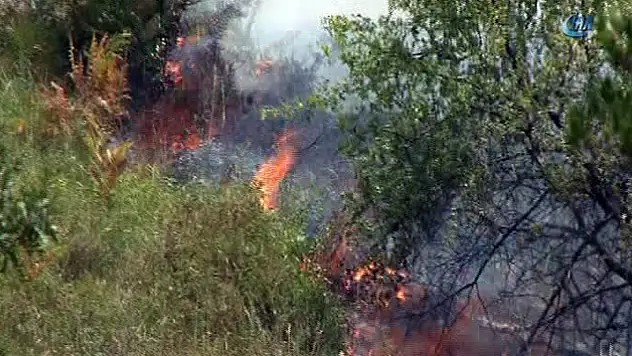 Kocaeli'de 20 dönümlük ormanlık alan kül oldu