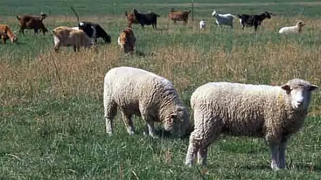 Çaldıranda 100 koyun çalındı