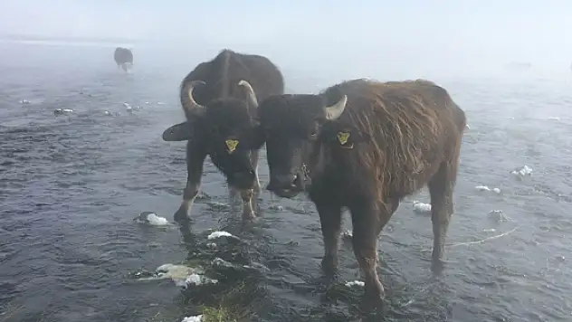 Kışın dondurucu soğuğunda da taze ot yiyorlar