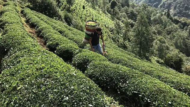Yaş çay üreticisine 13 kuruş fark ödemesi yapılacak