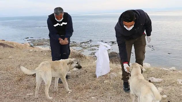 Erciş Belediyesi sokak hayvanlarını unutmadı