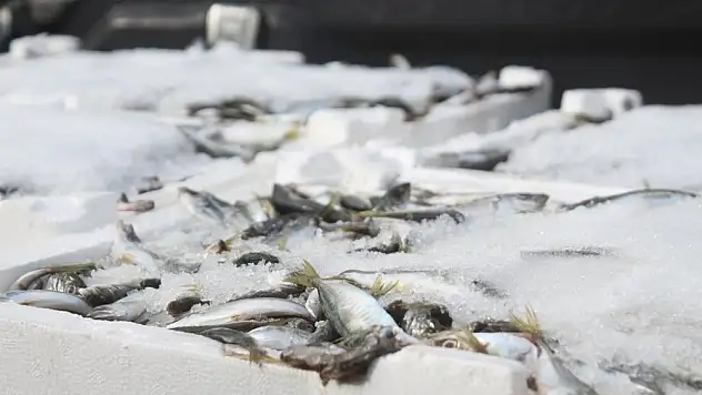 Van'da balon balığı denetimleri sürüyor