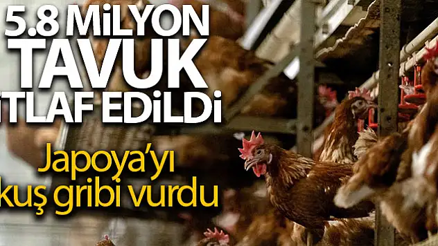 Japonya'da kuş gribi salgınında 5.8 milyon tavuk itlaf edildi