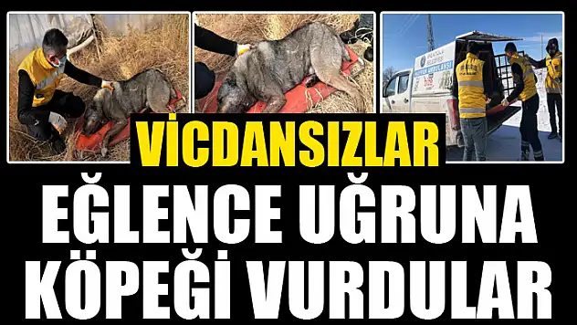 Av tüfeğiyle vurulan köpek telef oldu