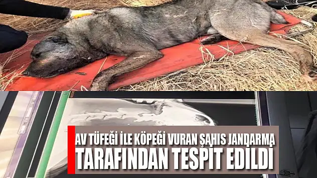 Av tüfeği ile köpeği vuran şahıs jandarma tarafından tespit edildi