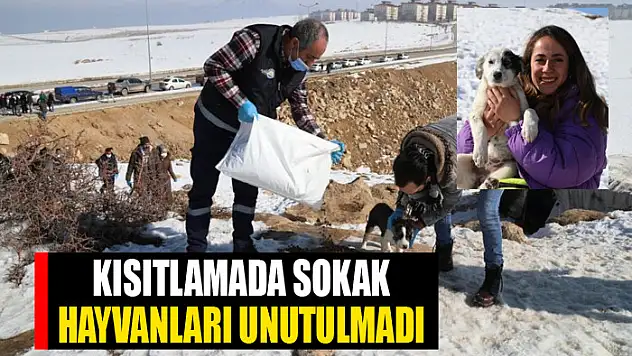 Kısıtlamada sokak hayvanları unutulmadı