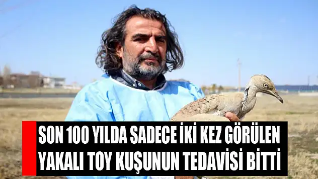 Son 100 yılda sadece iki kez görülen yakalı toy kuşunun tedavisi bitti