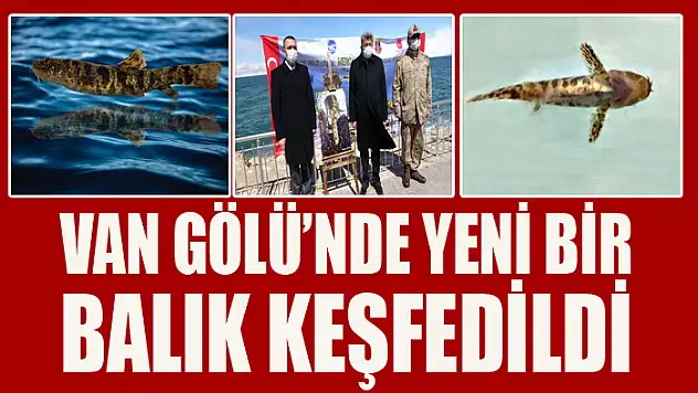 Van Gölü'nde yeni bir balık keşfedildi