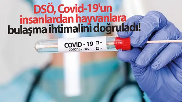 DSÖ, Covid-19'un insanlardan hayvanlara bulaşma ihtimalini doğruladı