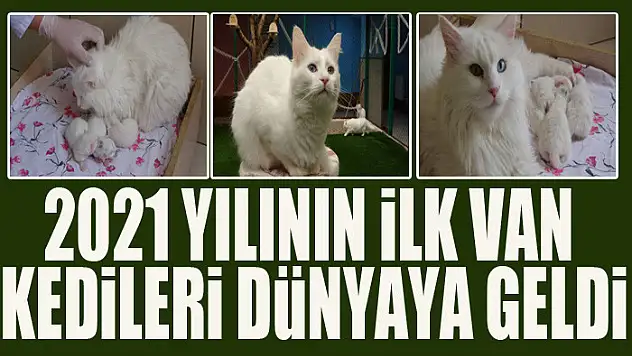 2021 yılının ilk Van kedileri dünyaya geldi