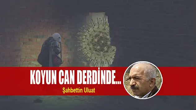 Koyun can derdinde…