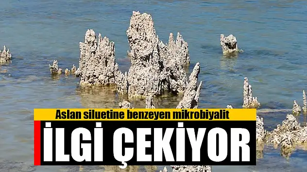 Aslan siluetine benzeyen mikrobiyalit ilgi çekiyor
