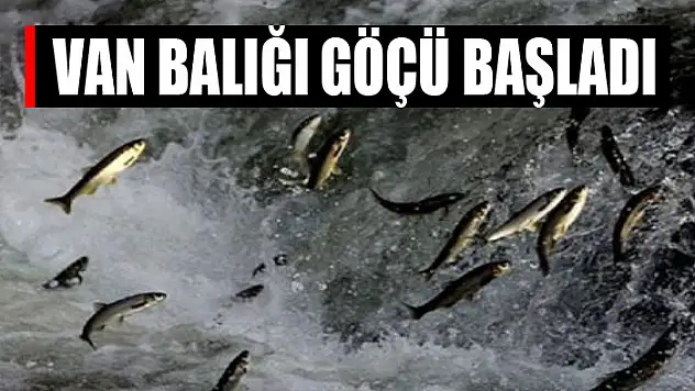 Van balığı göçü başladı