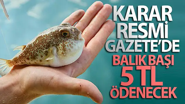 Balon balığı avcılığının desteklenmesine ilişkin karar Resmi Gazetede yayımlandı