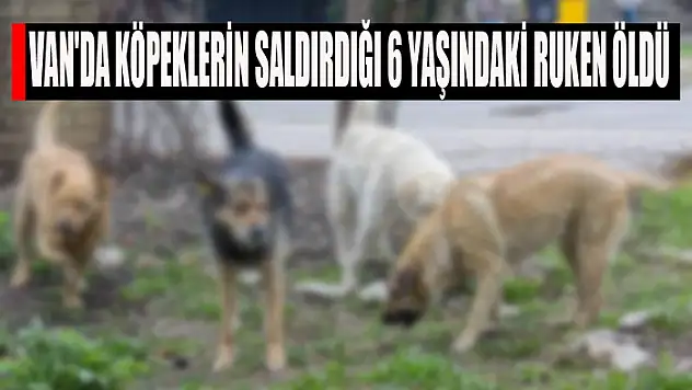 Van'da köpeklerin saldırdığı 6 yaşındaki Ruken öldü