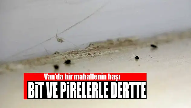 Van'da bir mahallenin başı bit ve pirelerle dertte