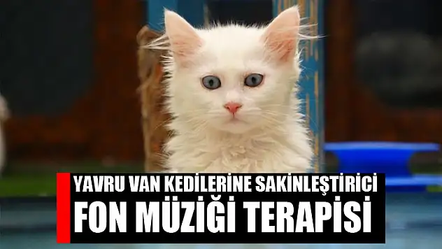 Yavru Van kedilerine sakinleştirici fon müziği terapisi
