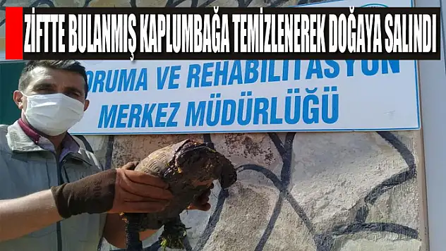 Ziftte bulanmış kaplumbağa temizlenerek doğaya salındı