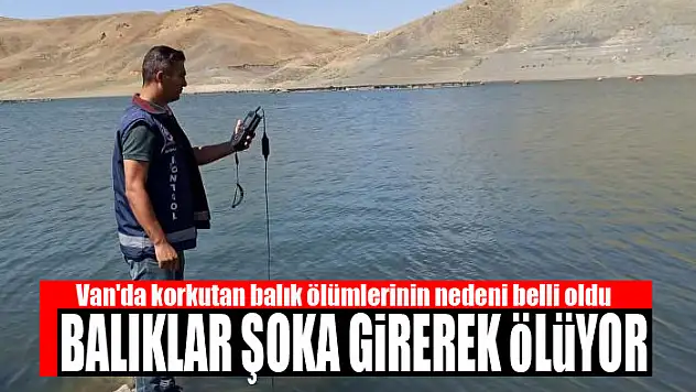 Van'da korkutan balık ölümlerinin nedeni belli oldu