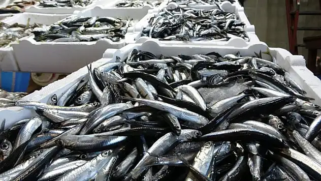 2025-2026 av sezonuyla ilgili hamsi avcılığında kota belirlendi