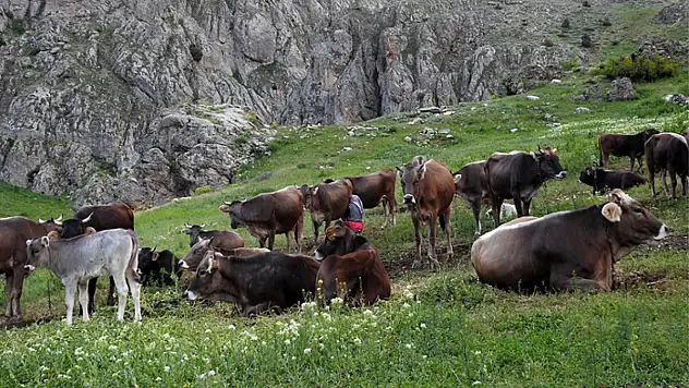 40 bin TL maaşla çoban bulamayınca çözümü nöbetleşmekte buldular