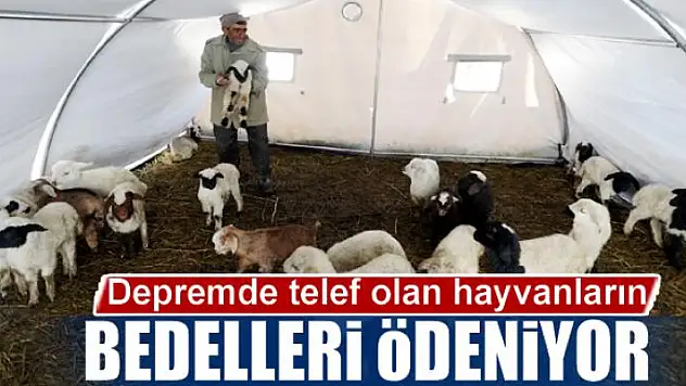 Depremde telef olan hayvanların bedelleri ödeniyor