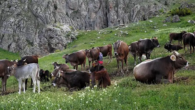60 bin TL maaşla çoban bulamayınca çözümü nöbetleşmekte buldular