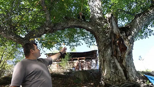 620 yıllık ceviz ağacında hasat