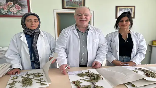 90 bin bitki örneğiyle bilimsel bir hazine: VANF Herbaryumu