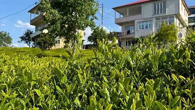 Açıklanan çay taban fiyatı Rizelileri böldü