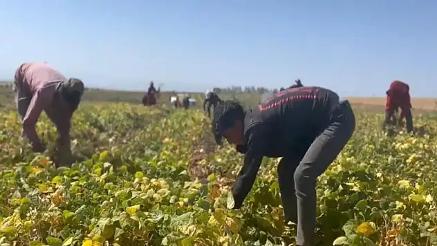 Adilcevaz'da fasulye hasadı başladı