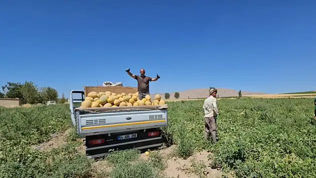 Adilcevaz'da kavun hasadı başladı