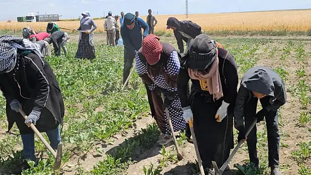 Adilcevaz'da kavurucu sıcakta ekmek mücadelesi