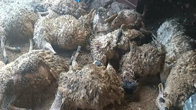 Ağılda 11 koyun telef oldu