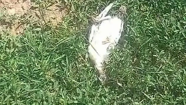 Ağrı'da başıboş köpekler dehşet saçtı