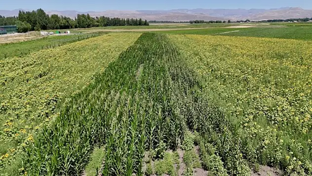 Ağrı'da çiftçinin bostanı örnek oldu: Sebze, meyve ve tahıl bir arada