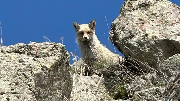 Ağrı'da sarp kayalıklarda tilki görüntülendi